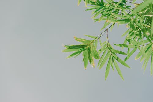 卵形叶子植物的低角度照片 · 免费素材图片
