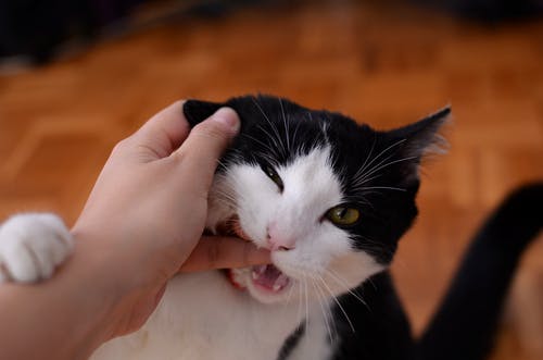 猫咬人的手指 · 免费素材图片