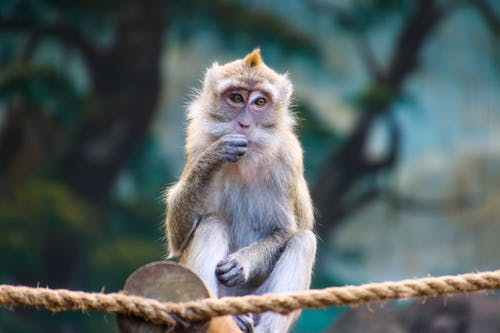 吃棕色的绳子上的棕色猴子 · 免费素材图片