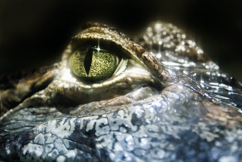 鳄鱼眼的特写照片 · 免费素材图片