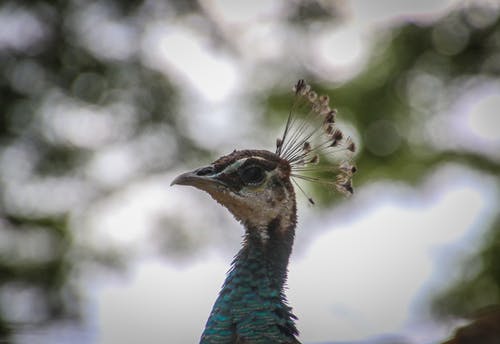 蓝绿色和棕色孔雀的照片 · 免费素材图片