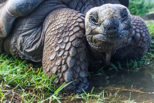 加拉帕戈斯乌龟的特写照片 · 免费素材图片