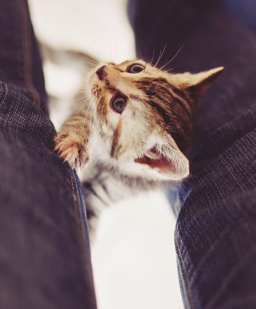 虎斑小猫 · 免费素材图片