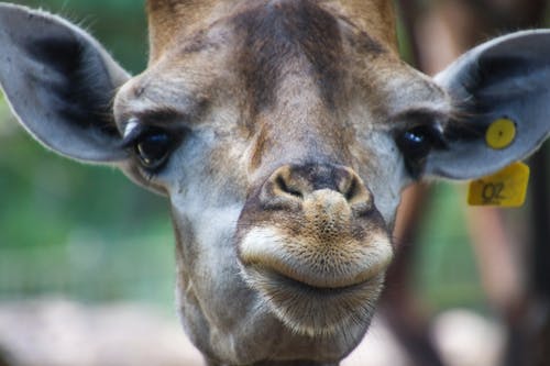 长颈鹿的脸的特写照片 · 免费素材图片