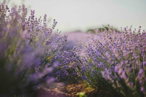 紫色花田 · 免费素材图片