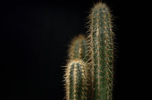 仙人掌植物与黑色背景 · 免费素材图片