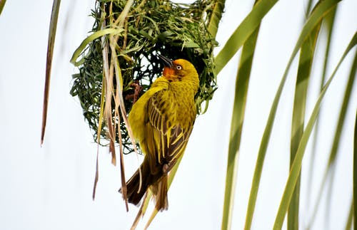 黄色和黑色鸟的伽玛摄影 · 免费素材图片