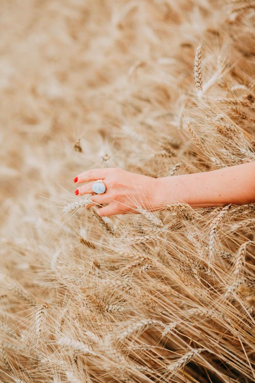 布朗·韦特 · 免费素材图片