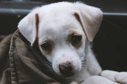 短涂白色小狗的特写照片 · 免费素材图片