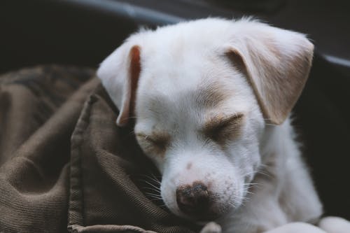 小狗覆盖着棕色毯子 · 免费素材图片