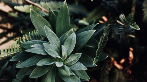 倾斜镜头摄影中的绿色叶子的植物 · 免费素材图片