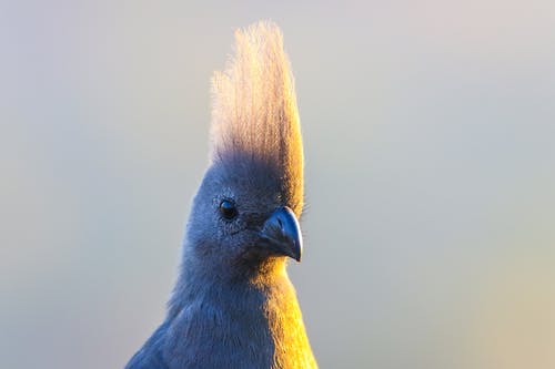 蓝色和黄色的鸟 · 免费素材图片