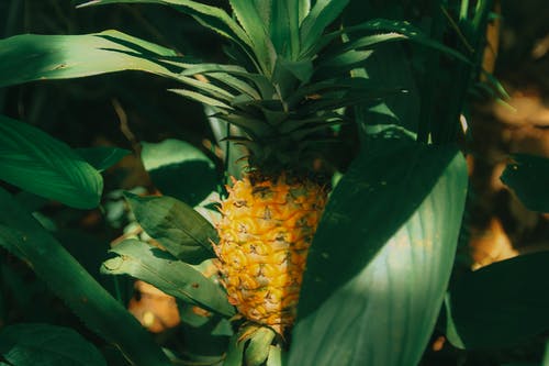 Pinepapple的特写摄影 · 免费素材图片