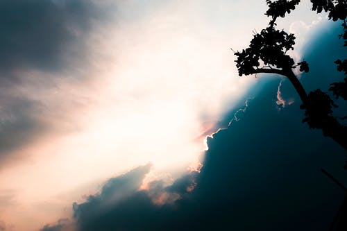 树的轮廓 · 免费素材图片