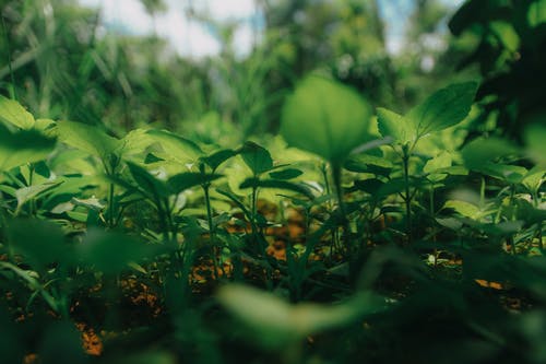 植物浅焦点摄影 · 免费素材图片