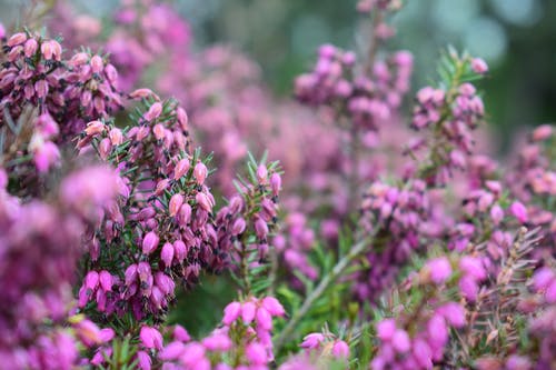 紫色开花植物摄影 · 免费素材图片