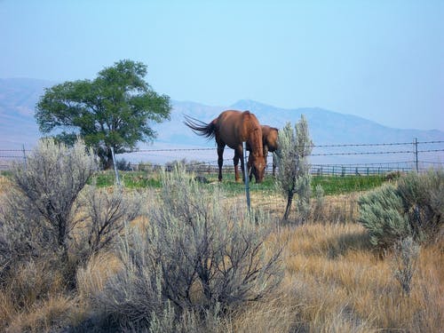 树木附近的两匹棕色的马 · 免费素材图片