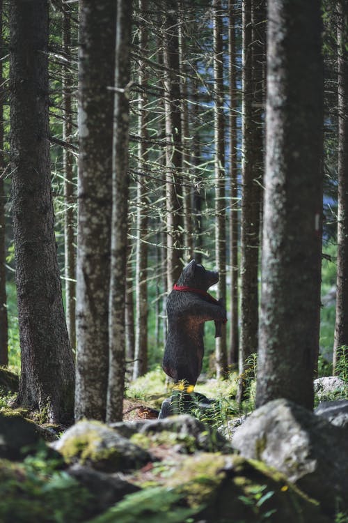 黑熊玩具在森林上 · 免费素材图片