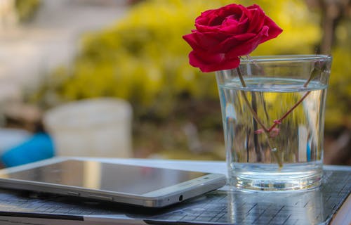 红玫瑰在透明的水杯，用水在白色智能手机旁边 · 免费素材图片