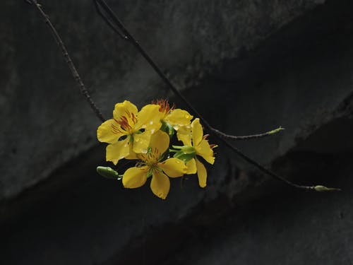 黄花 · 免费素材图片