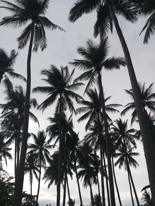椰子树在白色的天空下 · 免费素材图片