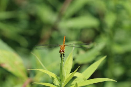 撇渣器蜻蜓栖息在特写摄影的绿叶上 · 免费素材图片
