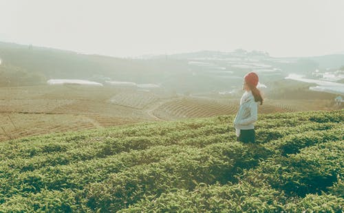 女人站着望着绿叶种植园田地包围的地平线 · 免费素材图片