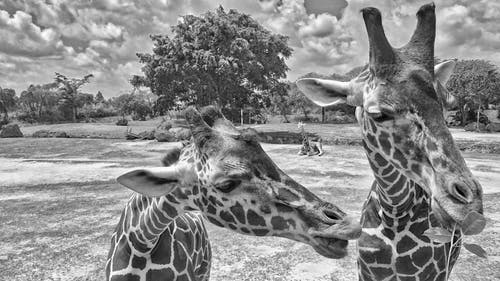 长颈鹿的头靠近另一个长颈鹿的脖子 · 免费素材图片
