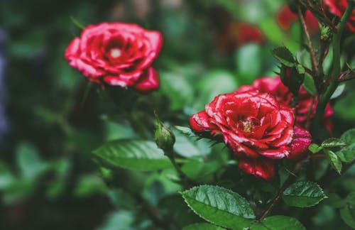 浅焦点照片的红玫瑰 · 免费素材图片