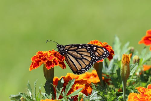 帝王蝶的选择性聚焦摄影栖息在万寿菊花上 · 免费素材图片