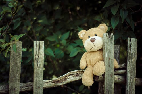 棕熊围栏 · 免费素材图片