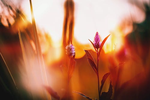 鸡冠花花卉摄影 · 免费素材图片