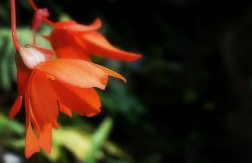 橙色花瓣花 · 免费素材图片