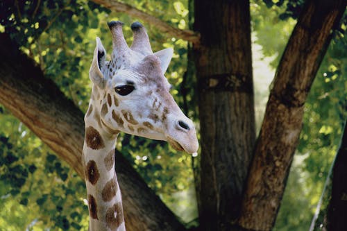 长颈鹿的特写摄影 · 免费素材图片