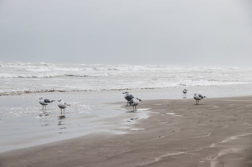 海鸥在海边的摄影 · 免费素材图片