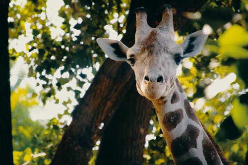 长颈鹿的特写摄影 · 免费素材图片