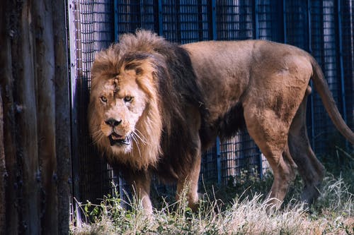 狮子在笼子里的照片 · 免费素材图片