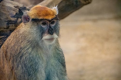 灰猴的选择性聚焦照片 · 免费素材图片