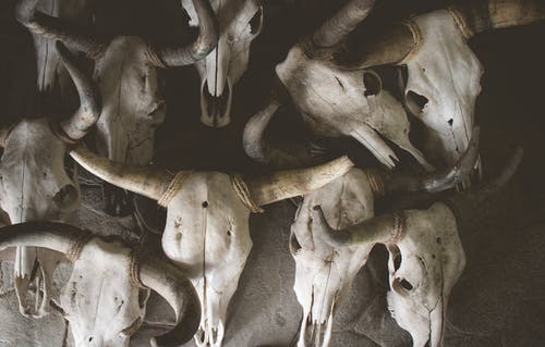 牛头骨 · 免费素材图片