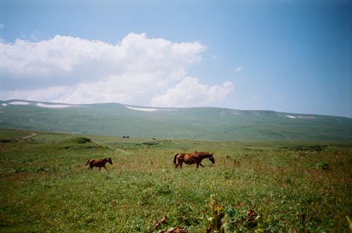两匹马在草地上的照片 · 免费素材图片