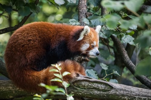 红熊猫在树枝上 · 免费素材图片