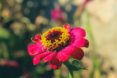 红色百日草花的选择性聚焦摄影 · 免费素材图片