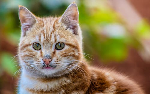 棕色虎斑猫的照片 · 免费素材图片
