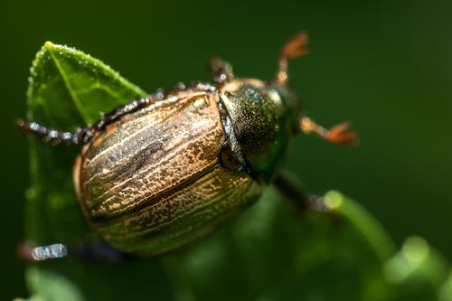 甲虫在叶上的微距摄影 · 免费素材图片