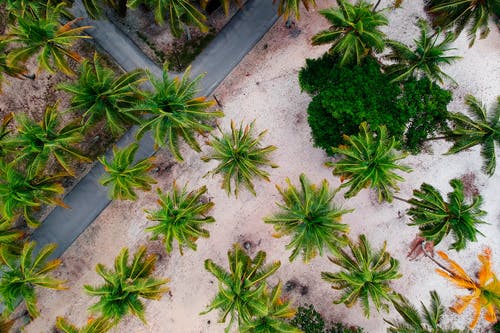 空中射击的棕榈树 · 免费素材图片