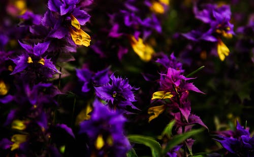 紫色和黄色的花瓣花摄影 · 免费素材图片