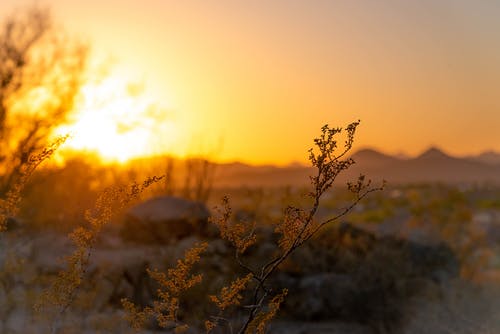 日落期间的黄色花朵的微距摄影 · 免费素材图片