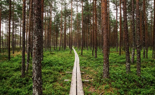 森林里的木制通路的视图 · 免费素材图片