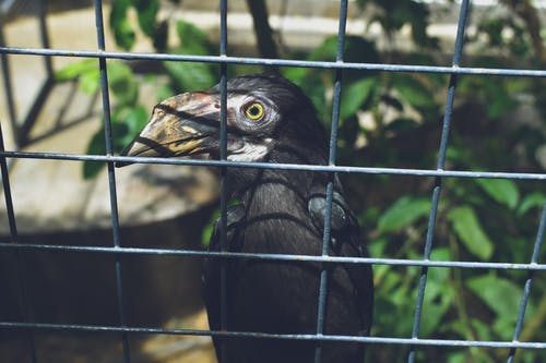 黑鸟在笼子里 · 免费素材图片