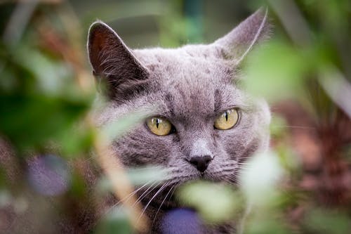 短毛灰猫的选择性聚焦摄影 · 免费素材图片